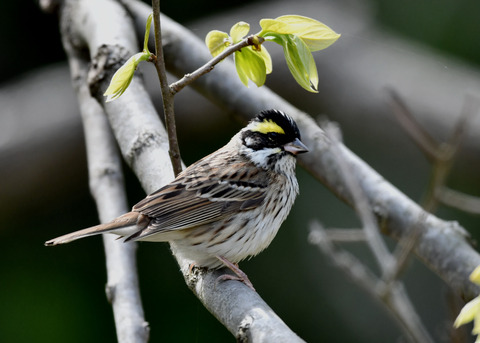 キマユホオジロ♂1797