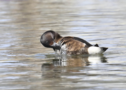 アカハジロ♀3538