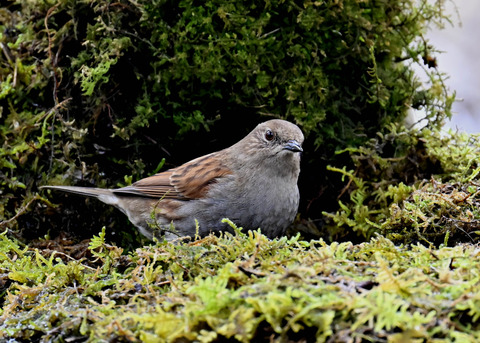カヤクグリ7525
