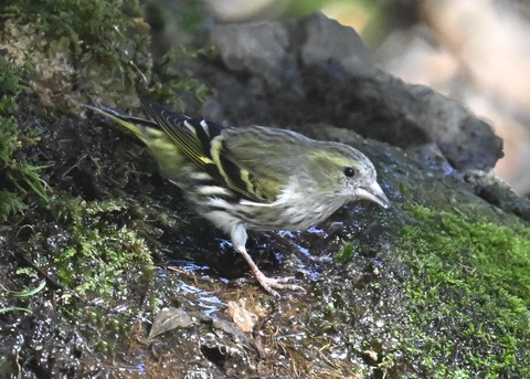 マヒワ♀1345