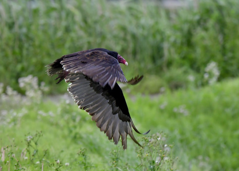 ヒメコンドル0758