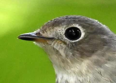 コサメビタキ1622