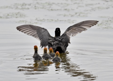 オオバン親子8324