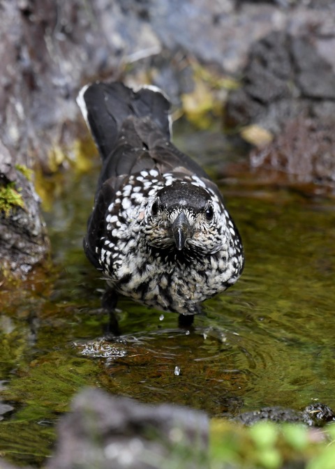 ホシガラス幼鳥3496