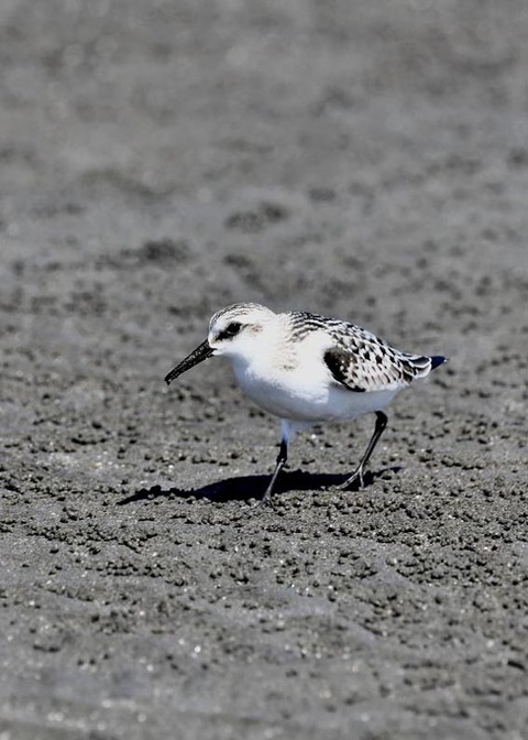 ミユビシギ幼羽9280