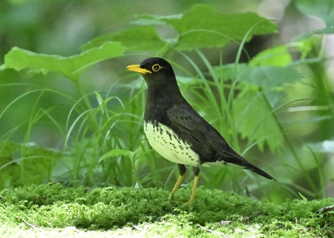 クロツグミ♂4511