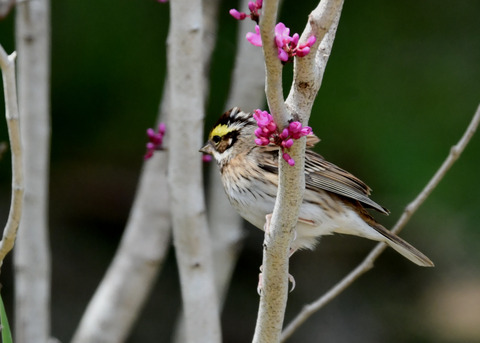 キマユホオジロ♀1601