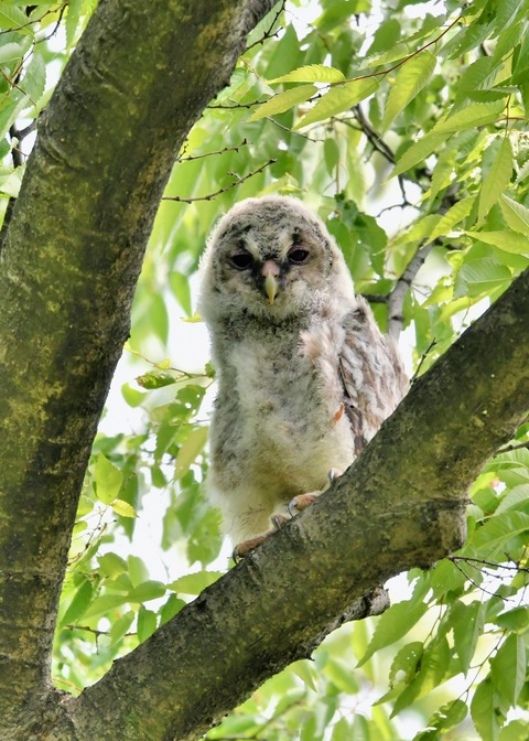 フクロウのヒナ②4321