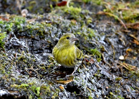 マヒワ♀0643