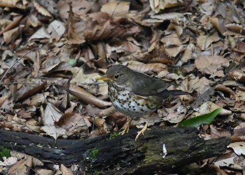 クロツグミ幼鳥6201