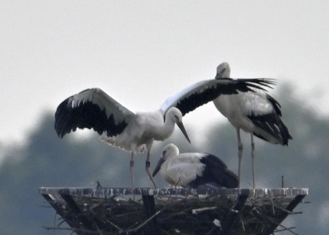 コウノトリのヒナ6272