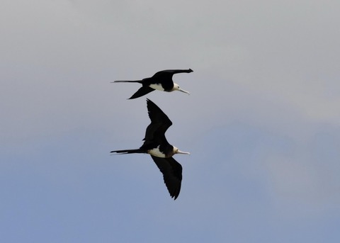 オオグンカンドリ5903