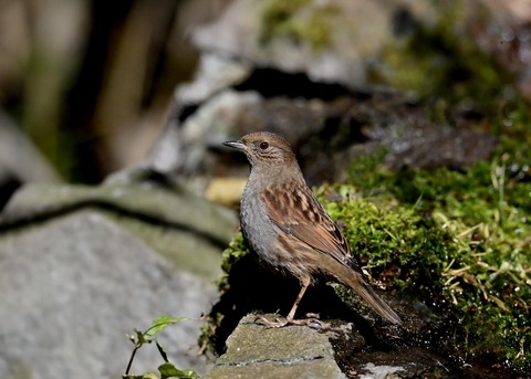 カヤクグリ4939