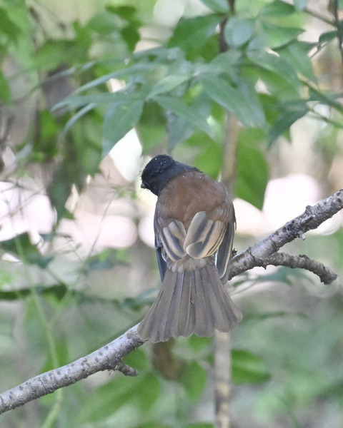 サンコウチョウ8086