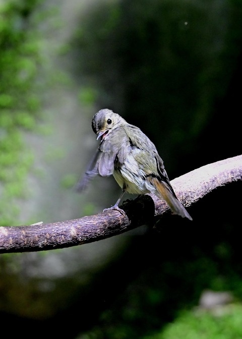 キビタキ♀6374