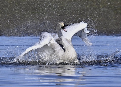 オオハクチョウ幼鳥3560