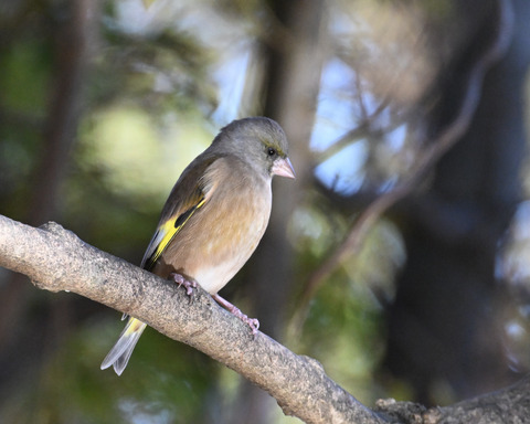 オオカワラヒワ7510