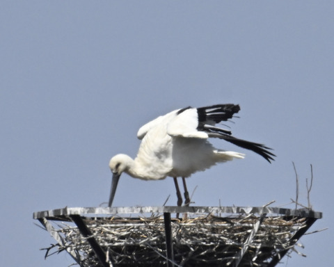 コウノトリ7858