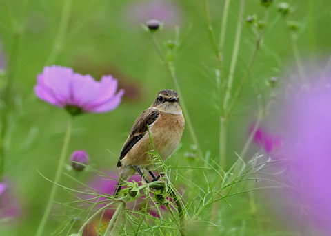 ノビタキ♀9678