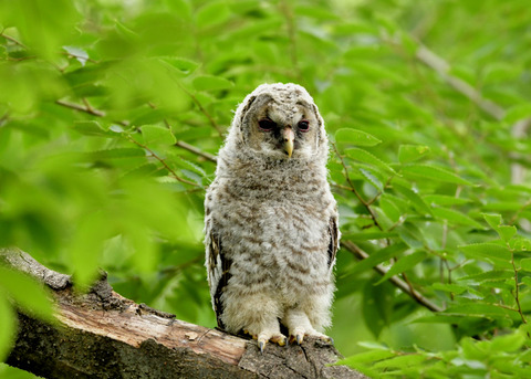 フクロウのヒナ0454