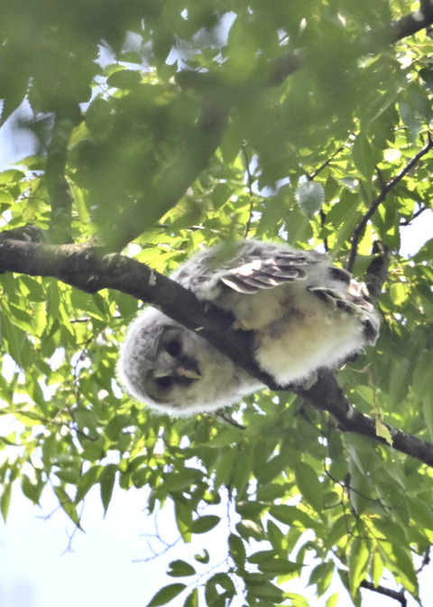 フクロウのヒナ4667