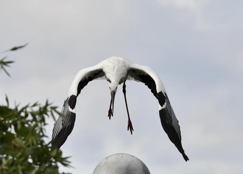 飛ぶ・コウノトリ3067