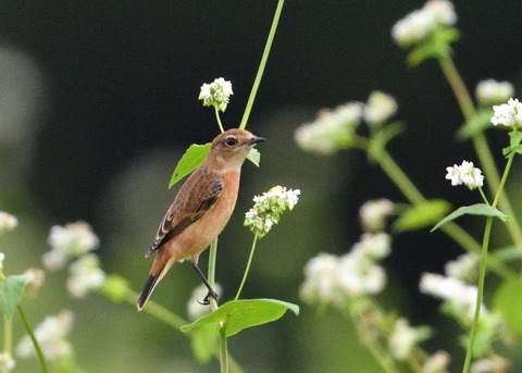 ノビタキ♀3075