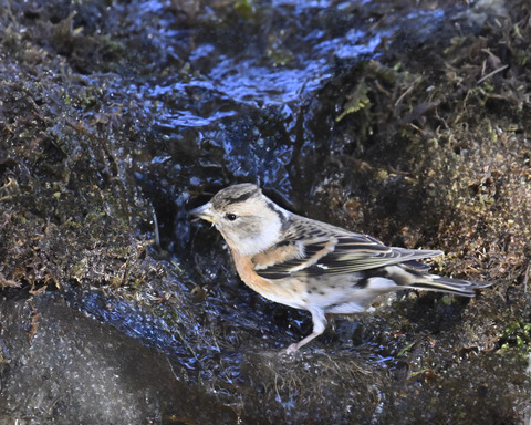 アトリ♀1459