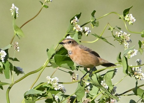 ノビタキ♀5227