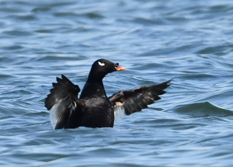 ビロードキンクロ♂0844