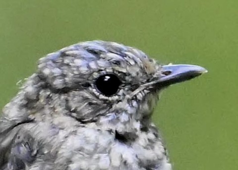 キビタキ幼鳥2001