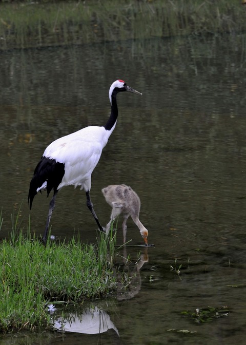 タンチョウ♂とヒナ0239○