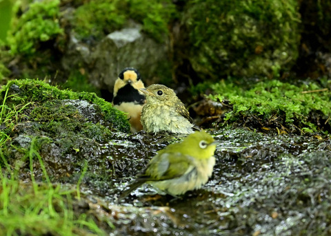 キビタキ幼鳥0424