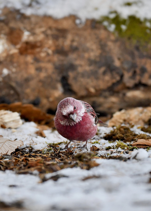 オオマシコ♂3275