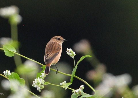ノビタキ♀3109