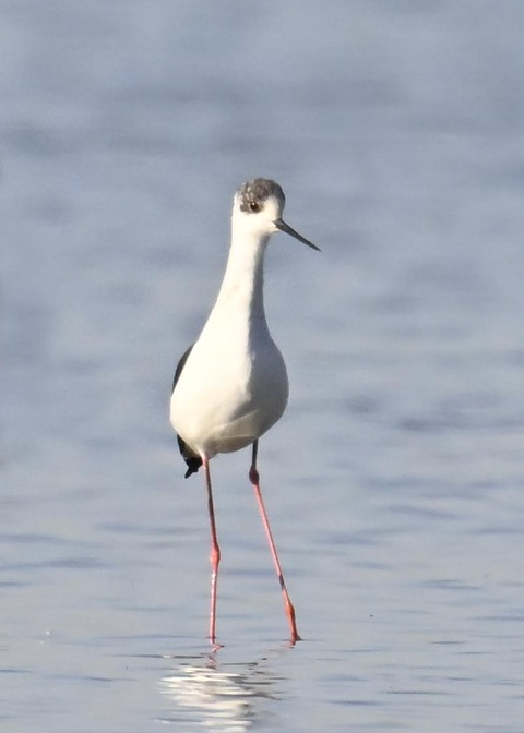 セイタカシギ6551