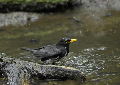 クロツグミ♂9391