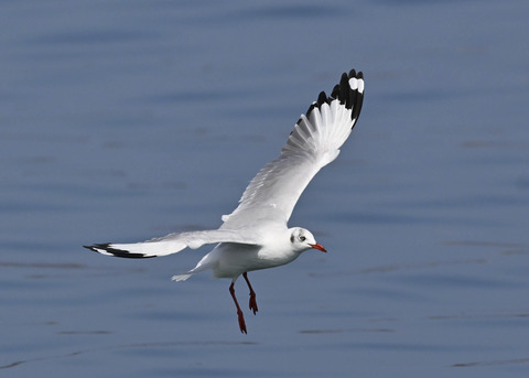 チャガシラカモメ3354