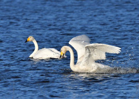 オオハクチョウ3529-01