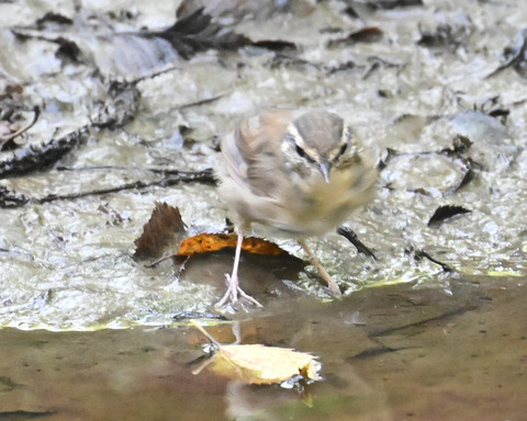 ヤブサメ幼鳥4775