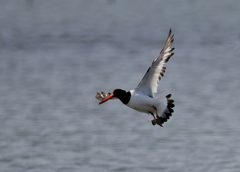 飛ぶ・ミヤコドリ8877