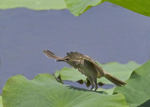 オオヨシキリ1700