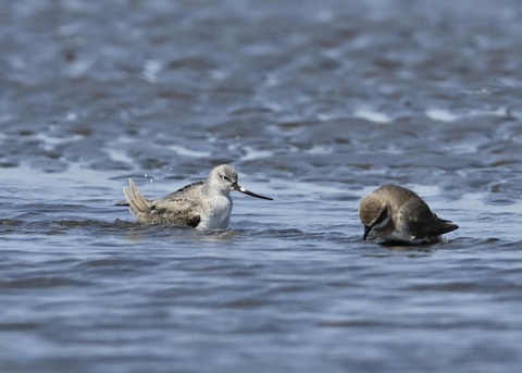 ソリハシシギ3207
