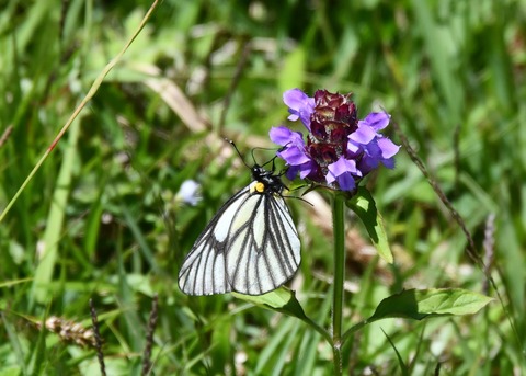 ミヤマシロチョウ2828