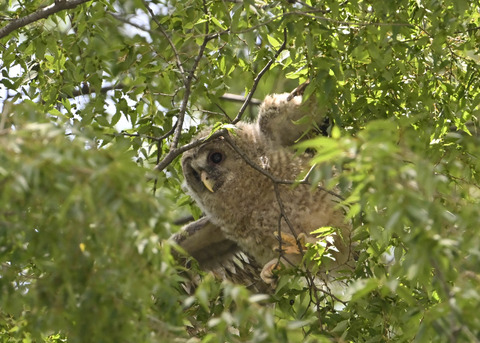 フクロウのヒナ7659