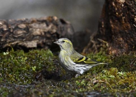 マヒワ♀0389
