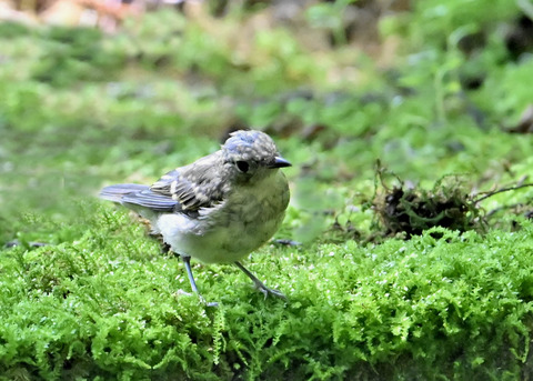 オオルリ♂幼鳥4275