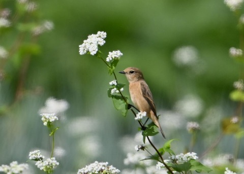 ノビタキ♀3970