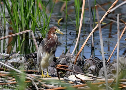 アカガシラサギ3029