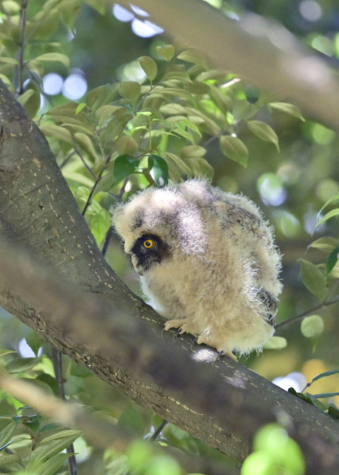 トラフズクのヒナ7416